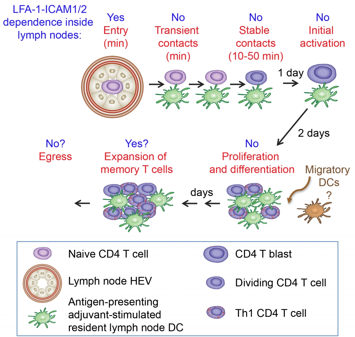 The Role Of Dc Icam In Immune Synapses In Vivo Ronen Alon S Laboratory